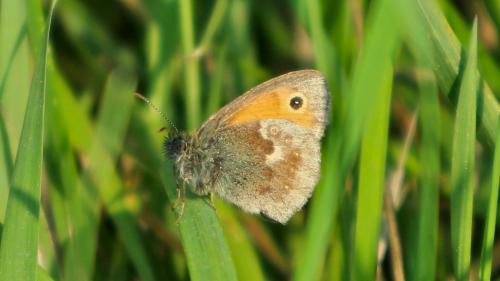 Réf. 190 834 : Coenonympha pamphilus